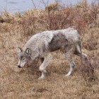 Researchers with the Yellowstone Wolf Project are raising money for a website that will collect and archive visitor photos to help track mange, an infectious disease that causes skin lesions and fur loss. (NPS file photo by Ryan Kindermann - click to enlarge)