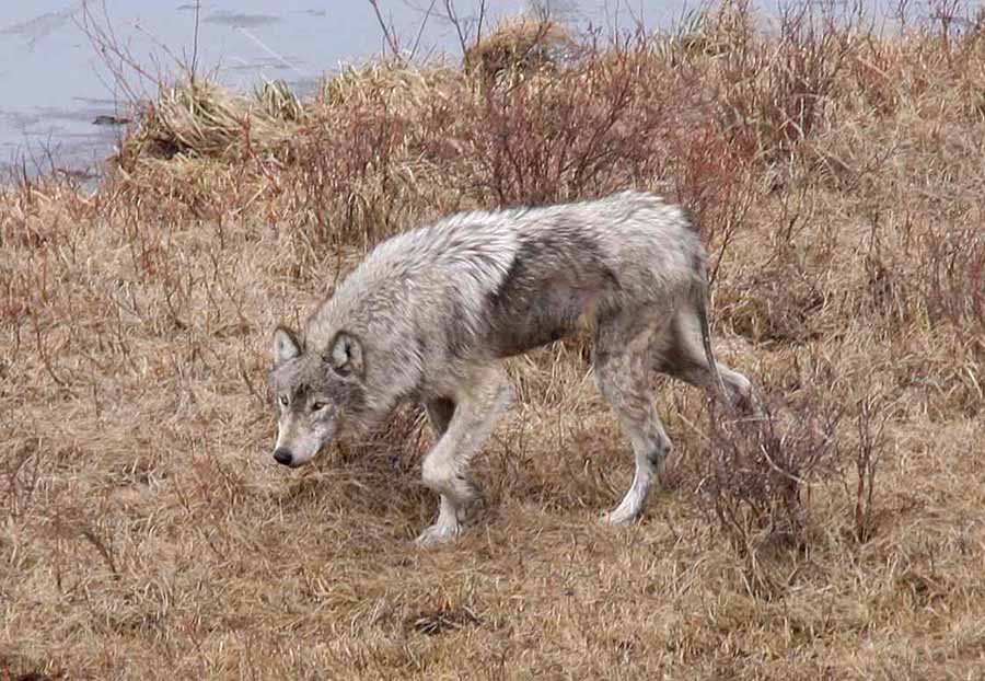 Researchers with the Yellowstone Wolf Project are raising money for a website that will collect and archive visitor photos to help track mange, an infectious disease that causes skin lesions and fur loss. (NPS file photo by Ryan Kindermann - click to enlarge)