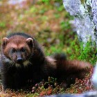 Federal wildlife officials have proposed endangered species protection for the wolverine, a small but ferocious predator that has been known to kill deer or even elk. (click to enlarge)