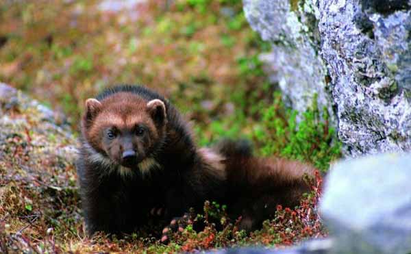 Federal wildlife officials have proposed endangered species protection for the wolverine, a small but ferocious predator that has been known to kill deer or even elk. (click to enlarge)