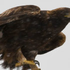 A golden eagle is spotted in the snow north of Powell, Wyo., east of Yellowstone National Park. (photo ©Rob Koelling â click to enlarge)