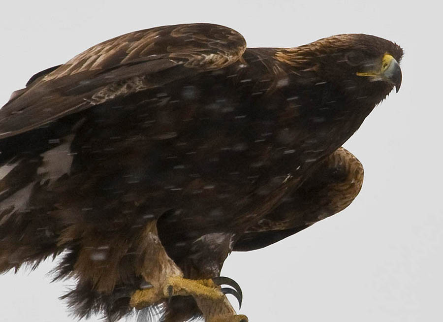 A golden eagle is spotted in the snow north of Powell, Wyo., east of Yellowstone National Park. (photo ©Rob Koelling âÂ click to enlarge)