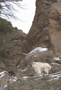 A mountain goat keeps a watchful eye from a high perch along the Upper South Fork of the Shoshone River near Cody, Wyo.