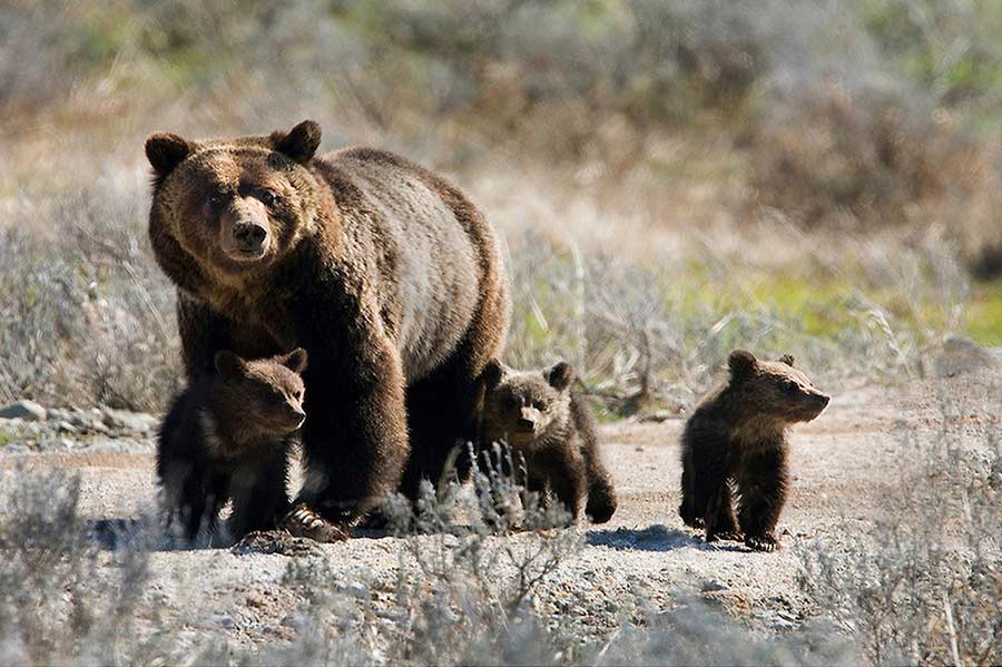 A mother grizzly known as Blaze leads her three cubs on a trail between Mary Bay and Lake Hotel in Yellowstone National Park. (photo ©Meg Sommers - click to enlarge)