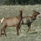 Grand Teton National Park managers are changing how annual elk hunts operate in an effort to reduce the risk of bear-human conflicts. (Yellowstone Gate/Ruffin Prevost)