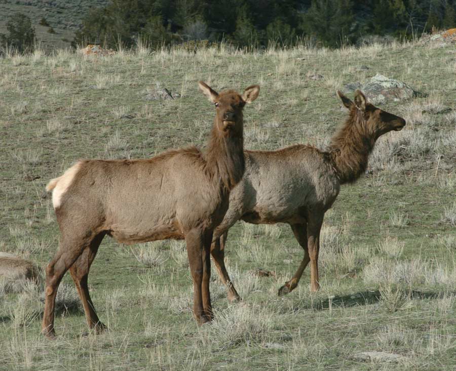 Grand Teton National Park managers are changing how annual elk hunts operate in an effort to reduce the risk of bear-human conflicts. (Yellowstone Gate/Ruffin Prevost)