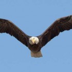 Bald eagles are among the many species of raptors that can be spotted in Yellowstone National Park. (Neil Mishler/USFWS)