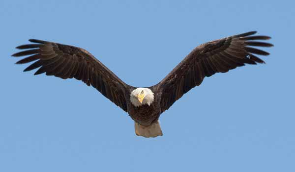 The Yellowstone Park Foundation has announced $600,000 in grants for a variety of projects in the park, including $85,000 toward a continuing five-year study of raptors that nest in or use Yellowstone. (Neil Mishler/USFWS)