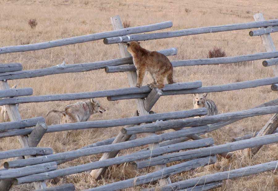 A young mountain lion clings to a rail fence in the National Elk Refuge bordering Grand Teton National Park as coyotes look on and wait. (Lori Iverson/USFWS-click to enlarge)