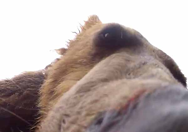 A still frame from a video shot by Brad Josephs of a grizzly bear sniffing a camera. (©Brad Josephs)