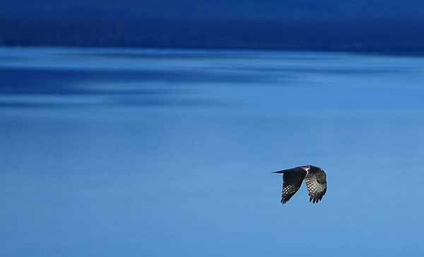 An osprey flies of Yellowstone Lake in Yellowstone National Park. (photo ©Rob Koelling)