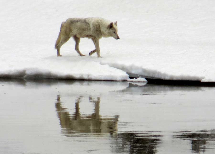 A wolf prowls along the bank of the Yellowstone River in Yellowstone National Park. (photo ©Bob Richard)