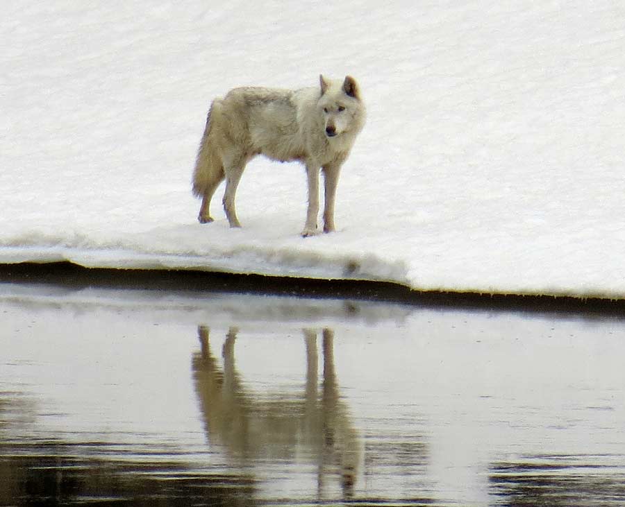 A wolf gazes across the Yellowstone River in Yellowstone National Park. (photo ©Bob Richard)