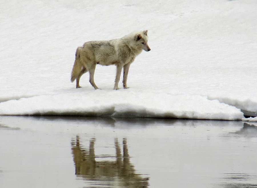 A wolf appears to gaze into the Yellowstone River in Yellowstone National Park. (photo ©Bob Richard)