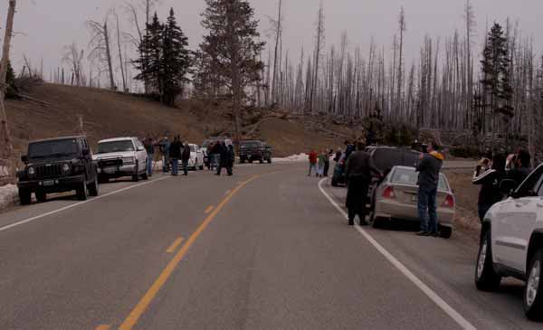 Wildlife watchers hoping to catch a glimpse of a grizzly sow and her cub line the roadside Friday between Sedge Bay and Lake Butte Overlook in Yellowstone National Park. (Ruffin Prevost/Yellowstone Gate)