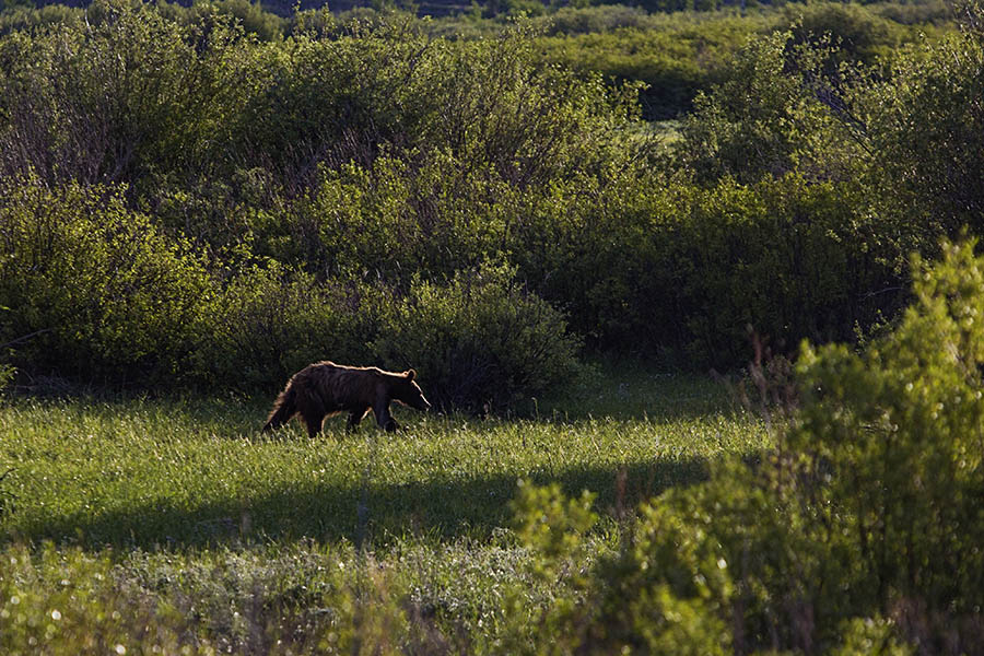A bear cub walks among the willows in Grand Teton National Park. (© Janet White/GeyserWatch.com)