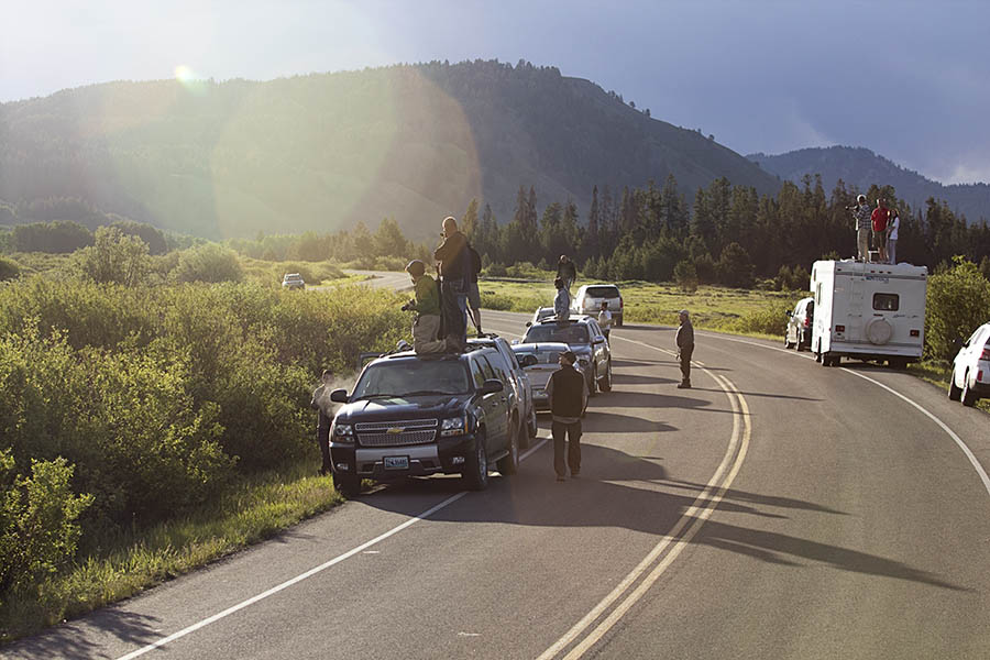 Wildlife watchers line the road and strain for a glimpse of bears in Grand Teton National Park. (© Janet White/GeyserWatch.com)