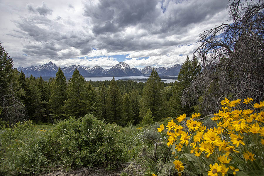 The Tetons appear in the background behind a burst of yellow wildflowers in Grand Teton National Park. (© Janet White/GeyserWatch.com)