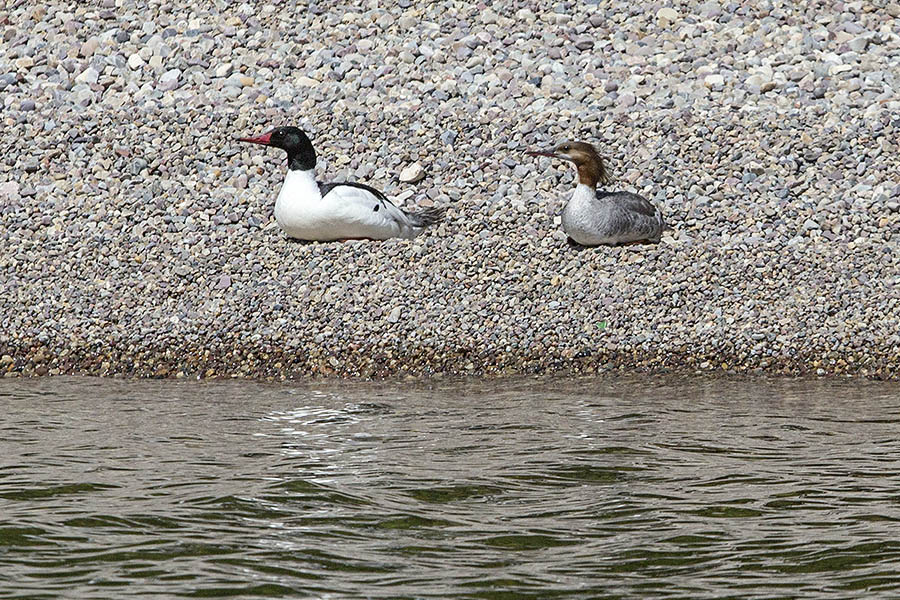 A pair of common mergansers enjoy the beach on Jackson Lake in Grand Teton National Park. (© Janet White/GeyserWatch.com)