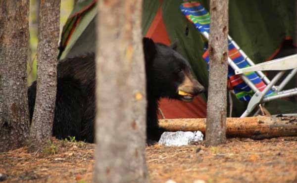 A black bear eats food taken from campers in Yellowstone National Park on June 22. The bear was killed out of concern for visitor safety. (NPS photo)