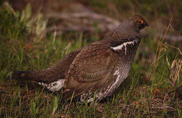 A male dusky grouse pauses between calls to a potential mate on Signal Mountain in Grand Teton National Park. (Ruffin Prevost/Yellowstone Gate)
