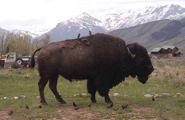 Birds gather near a grazing bison in the Grand Teton National Park community of Kelly, Wyo. (Ruffin Prevost/Yellowstone Gate)