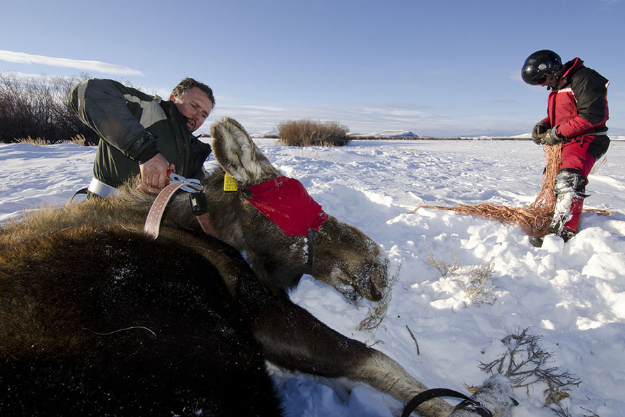 Researchers fit a moose with a tracking collar for a Wyoming Game and Fish Department study. (Photo Courtesy Mark Gocke/WGFD)