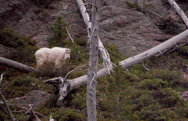 A mountain goat watches from a steep hillside south of Norris in Yellowstone National Park. (Ruffin Prevost/Yellowstone Gate)