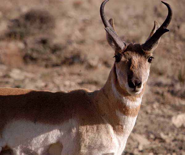 A pronghorn antelope scans for danger near the Buffalo Bill Reservoir, between Cody, Wyo. and Yellowstone National Park. (Ruffin Prevost/Yellowstone Gate)