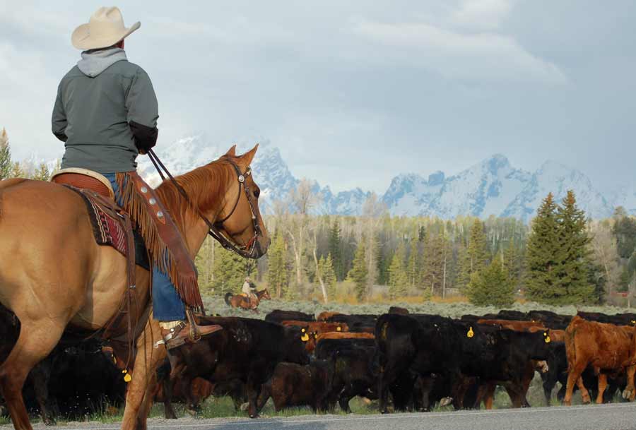 A planned cattle drive on June 8 may cause brief traffic delays in Grand Teton National Park. (NPS photo)