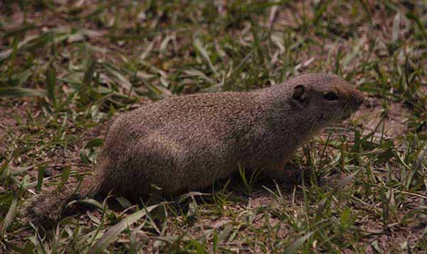 A uinta ground squirrel watches from patch grass along Mormon Row in Grand Teton National Park. (Ruffin Prevost/Yellowstone Gate)