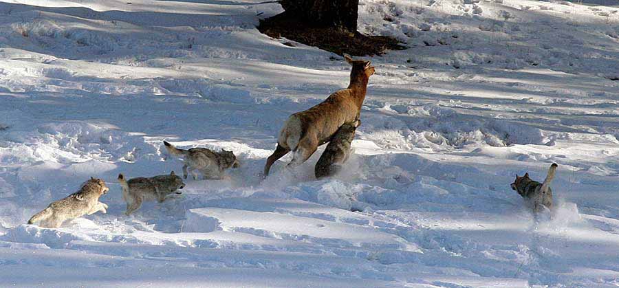 wolves-chase-elk