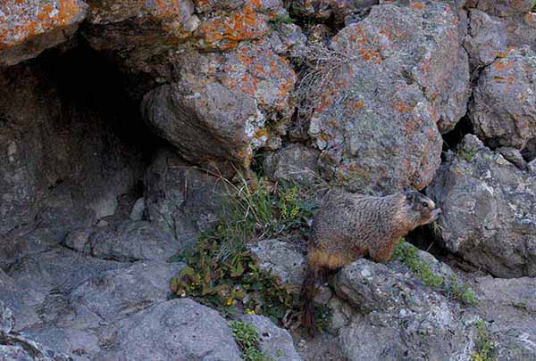 A yellow-bellied marmot watches from the front of its den near Old Faithful Geyser in Yellowstone National Park. (Ruffin Prevost/Yellowstone Gate)