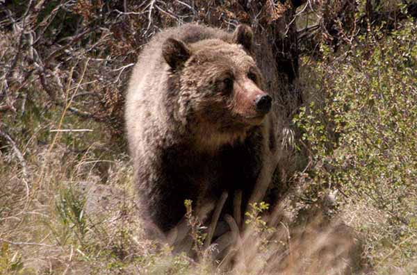 A young grizzly bear watches over a deer carcass in the Shoshone National Forest, near the East Entrance to Yellowstone National Park. (Ruffin Prevost/Yellowstone Gate)