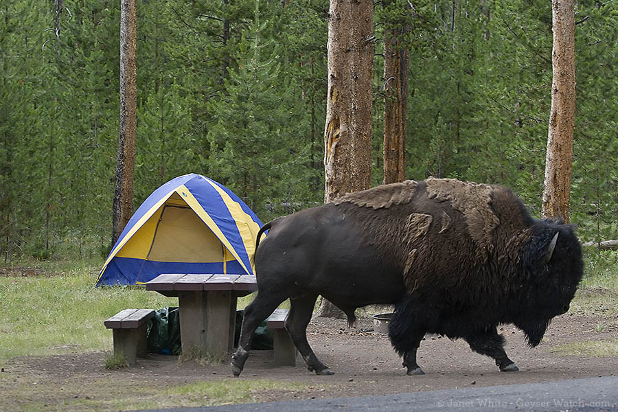 A bison walking through Madison Campground in Yellowstone