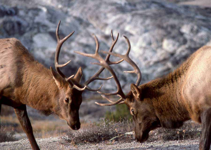 A pair of bull elk square off in Yellowstone National Park during the fall rut. (NPS photo by J. Schmidt)