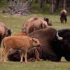 A group of bison graze and rest near the roadside south of Madison in Yellowstone National Park in August 2013.