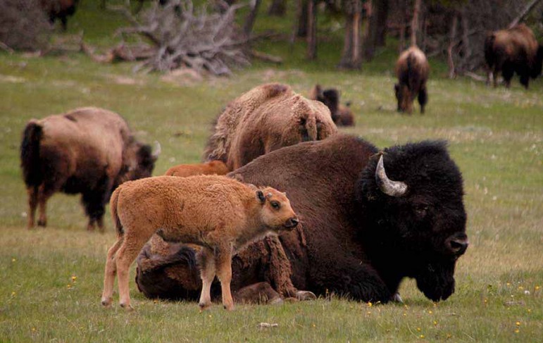 A group of bison graze and rest near the roadside south of Madison in Yellowstone National Park.