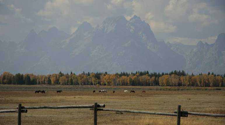 Horses graze in a pasture in Grand Teton National Park. Breana Taylor Natrona County High School