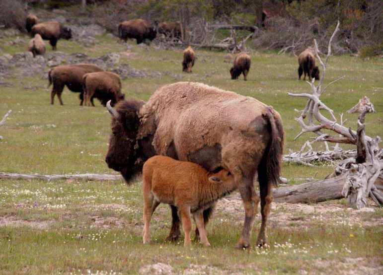 A bison calf nurses near the Madison River in Yellowstone National Park.