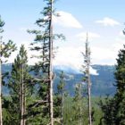 The Snake Fire was probably sparked by lightning, and was discovered Monday afternoon burning near the South Entrance to Yellowstone National Park.