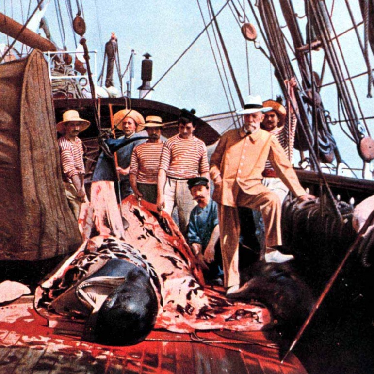 A hand-colored photograph from 1897 shows Prince Albert I of Monaco observing a shipboard necropsy of a juvenile sperm whale.