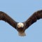 Bald eagles are among the many species of raptors that can be spotted in Yellowstone National Park.