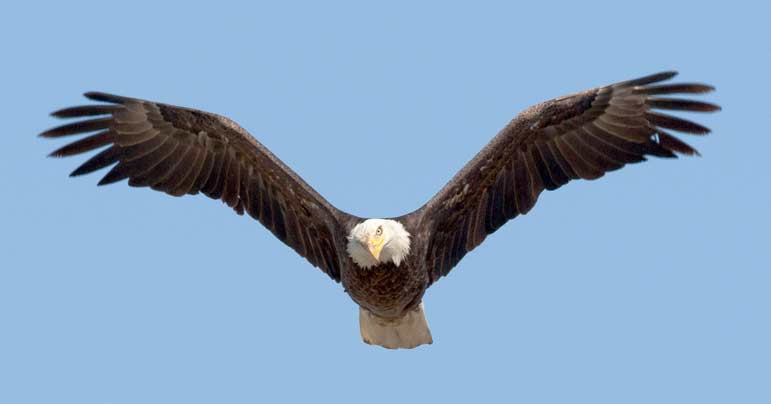 Bald eagles are among the many species of raptors that can be spotted in Yellowstone National Park. 