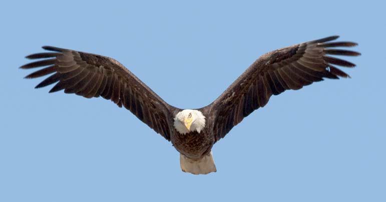 Bald eagles are among the many species of raptors that can be spotted in Yellowstone National Park.