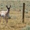 Volunteers are sought to help with a project in Grand Teton National Park that will replace the bottom strand of barbed wire on fencing with smooth wire located higher off the ground, allowing pronghorn antelope to more easily pass underneath.