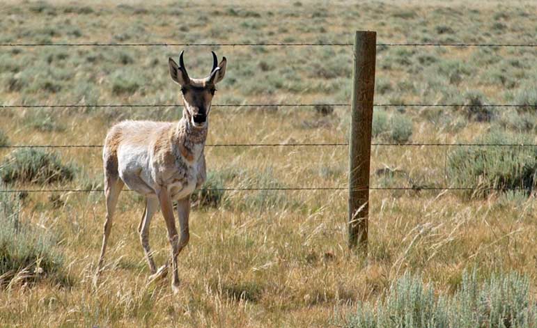 Volunteers are sought to help with a project in Grand Teton National Park that will replace the bottom strand of barbed wire on fencing with smooth wire located higher off the ground, allowing pronghorn antelope to more easily pass underneath.