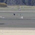 A video shot on the north end of Jackson Lake in Grand Teton National Park captures a compelling showdown between a grizzly bear and a pack of wolves.