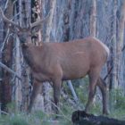 An elk pauses in the light of dawn near Sylvan Lake in Yellowstone National Park. (Ruffin Prevost/Yellowstone Gate)