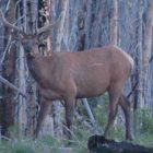 An elk pauses in the light of dawn near Sylvan Lake in Yellowstone National Park. (Ruffin Prevost/Yellowstone Gate)